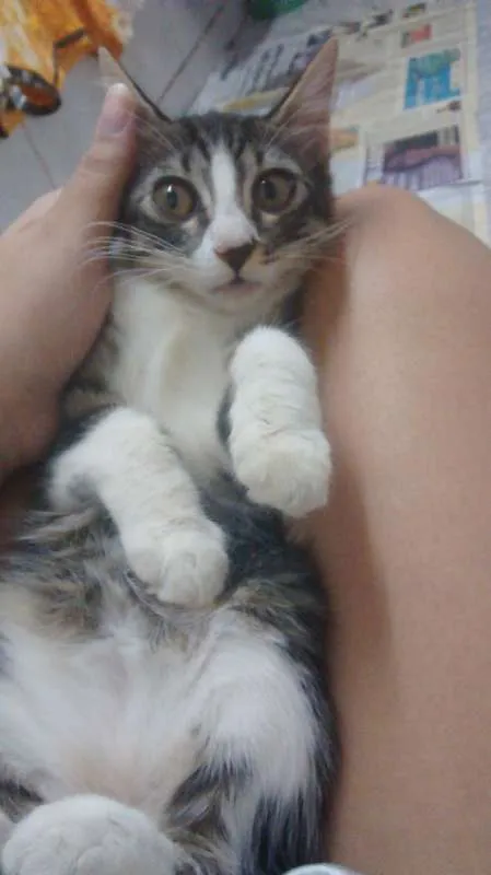 Gato ra a  idade 2 a 6 meses nome FILHOTE