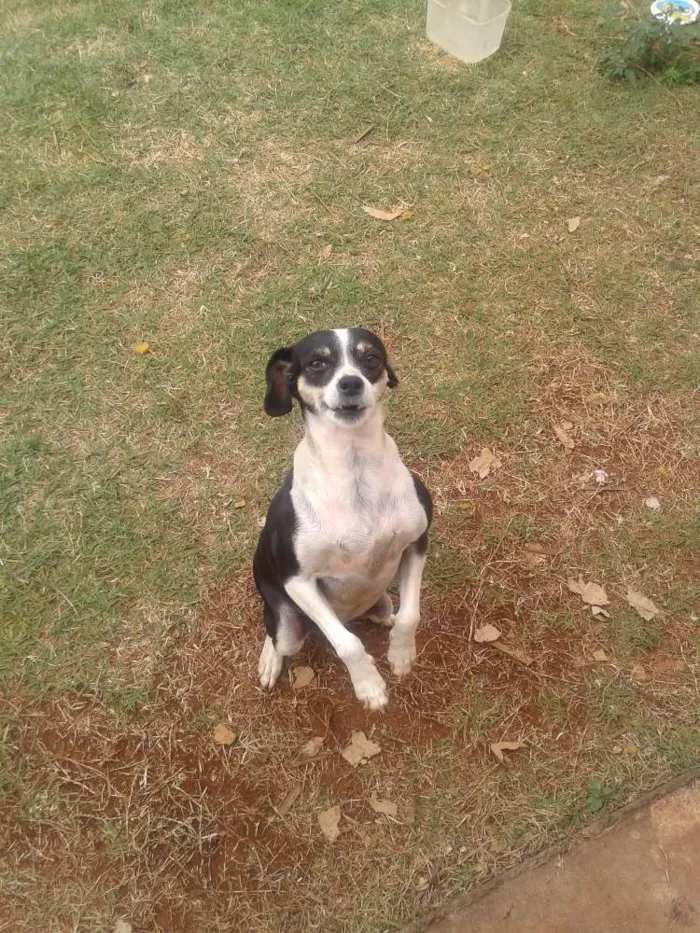 Cachorro ra a FoxPaulista  idade 5 anos nome Reyde