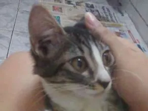 Gato raça  idade 2 a 6 meses nome FILHOTE