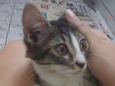 Gato ra a  idade 2 a 6 meses nome FILHOTE