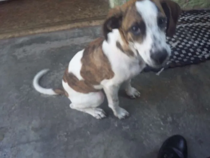 Cachorro ra a Mix Beagle  idade 2 a 6 meses nome Jolie