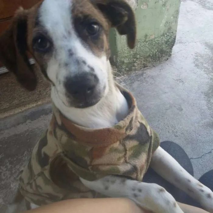 Cachorro ra a Mix Beagle  idade 2 a 6 meses nome Jolie