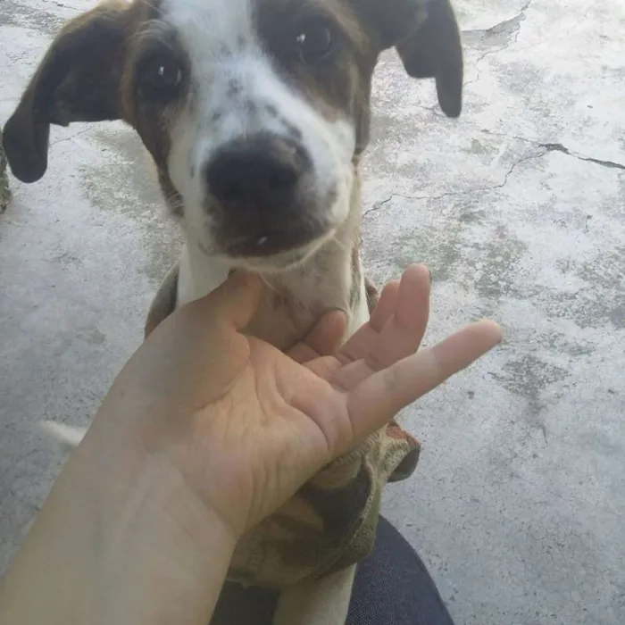 Cachorro ra a Mix Beagle  idade 2 a 6 meses nome Jolie