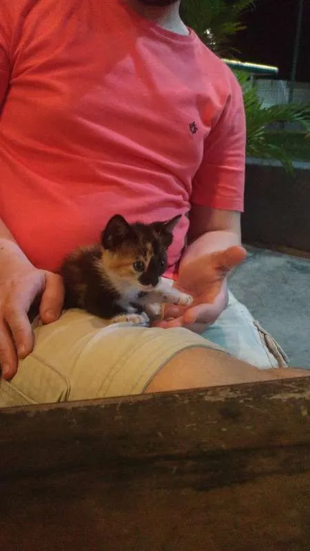 Gato ra a Filhote idade Abaixo de 2 meses nome Gourmet