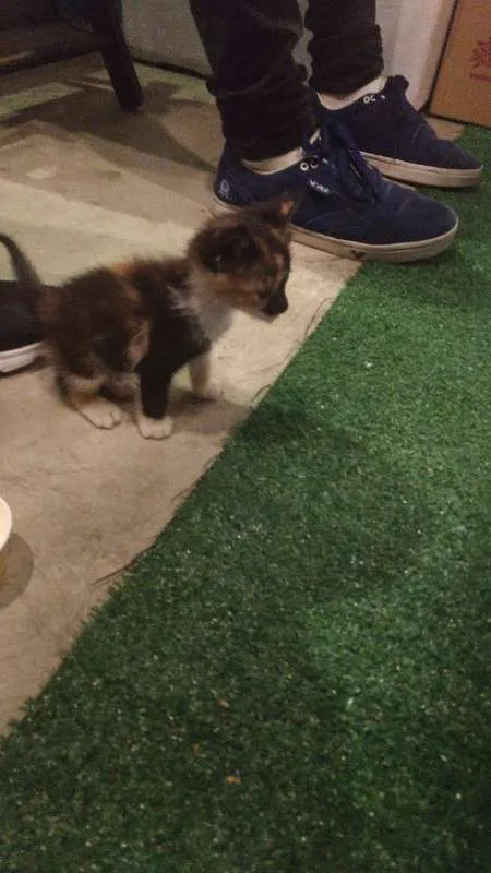 Gato ra a Filhote idade Abaixo de 2 meses nome Gourmet