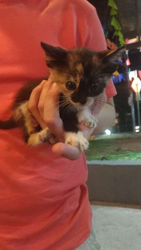 Gato ra a Filhote idade Abaixo de 2 meses nome Gourmet