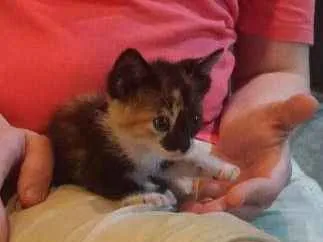 Gato ra a Filhote idade Abaixo de 2 meses nome Gourmet