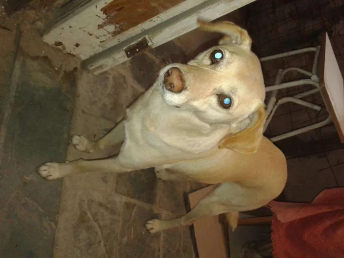 Cachorro raça SRD idade 3 anos nome Caramelo