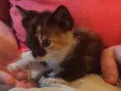 Gato raça Filhote idade Abaixo de 2 meses nome Gourmet