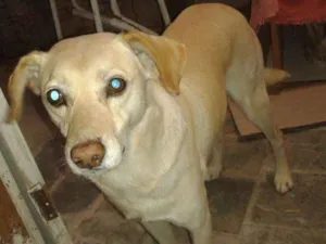 Cachorro raça SRD idade 3 anos nome Caramelo