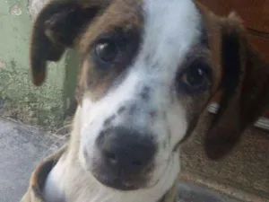 Cachorro raça Mix Beagle  idade 2 a 6 meses nome Jolie