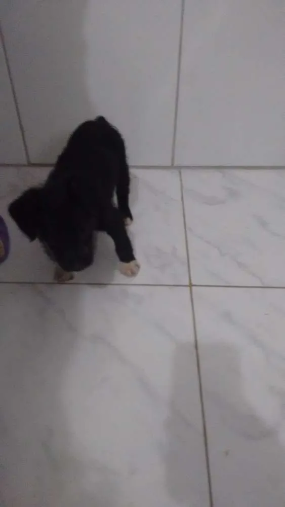 Cachorro ra a Vira lata idade Abaixo de 2 meses nome Filhotes