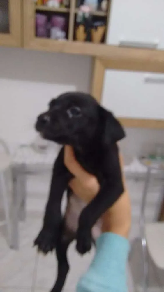 Cachorro ra a Vira lata idade Abaixo de 2 meses nome Filhotes