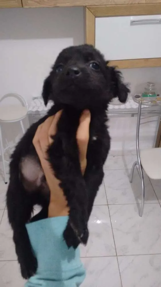 Cachorro ra a Vira lata idade Abaixo de 2 meses nome Filhotes