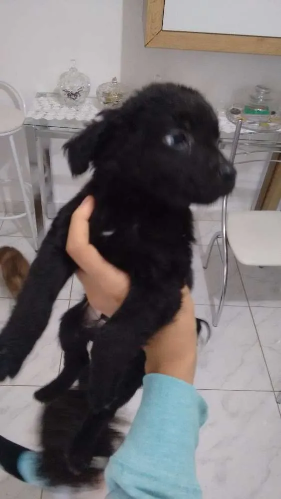 Cachorro ra a Vira lata idade Abaixo de 2 meses nome Filhotes
