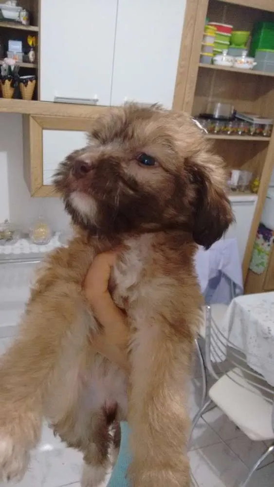 Cachorro ra a Vira lata idade Abaixo de 2 meses nome Filhotes