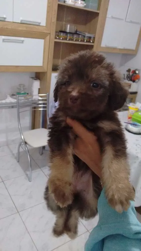 Cachorro ra a Vira lata idade Abaixo de 2 meses nome Filhotes