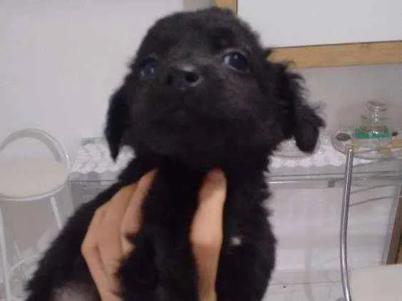 Cachorro ra a Vira lata idade Abaixo de 2 meses nome Filhotes