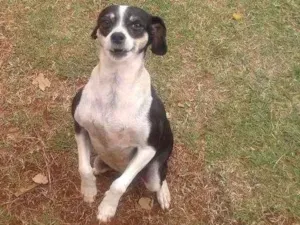 Cachorro raça FoxPaulista  idade 5 anos nome Reyde