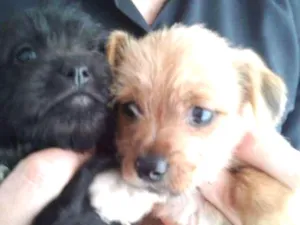 Cachorro raça Cof idade Abaixo de 2 meses nome Nico
