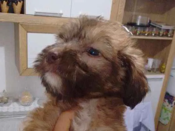 Cachorro ra a Vira lata idade Abaixo de 2 meses nome Filhotes