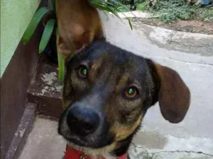 Cachorro raça Mestiça idade 2 anos nome Neguinha 