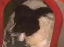 Cachorro raça Vira lata idade 6 ou mais anos nome Pretinho e corinthiano