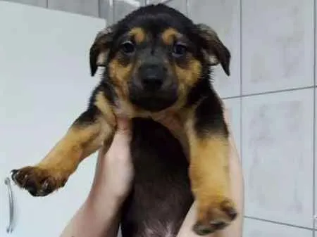 Cachorro ra a SRD idade Abaixo de 2 meses nome Filhote / ZN DE SP