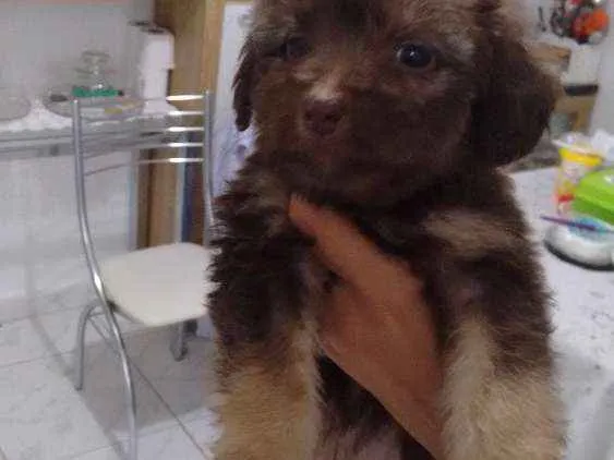 Cachorro ra a Vira lata idade Abaixo de 2 meses nome Filhotes
