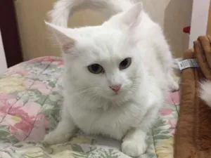 Gato raça SRD idade 7 a 11 meses nome Mary
