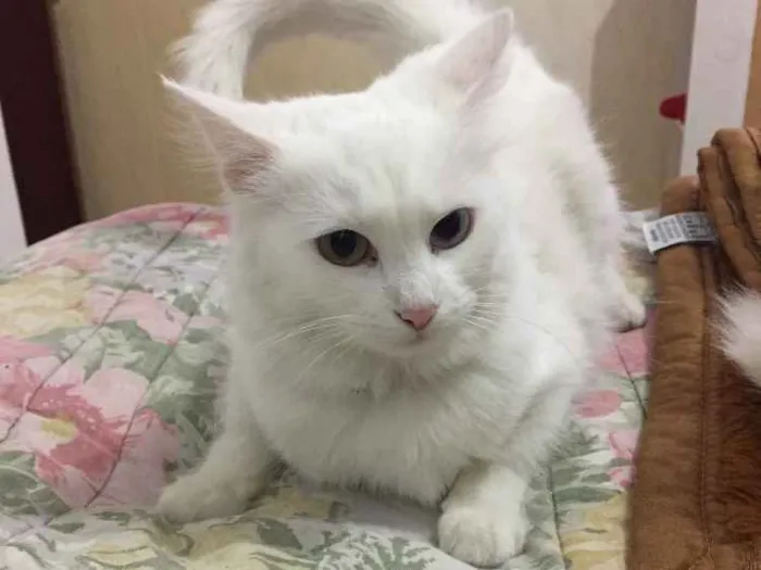 Gato ra a SRD idade 7 a 11 meses nome Mary