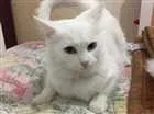 Gato raça SRD idade 7 a 11 meses nome Mary