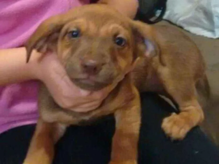 Cachorro ra a SRD idade 2 a 6 meses nome Bege Peludinho