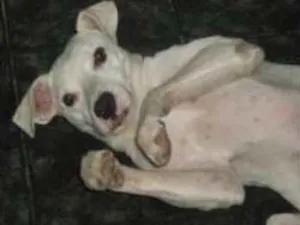 Cachorro raça SRD idade 6 ou mais anos nome Zeus