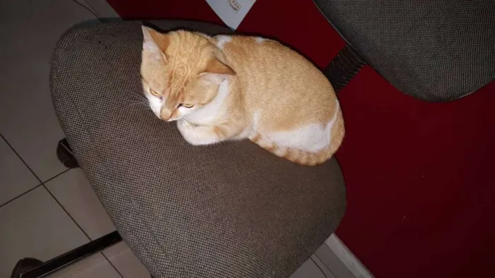 Gato ra a SRD idade 1 ano nome Sem Nome