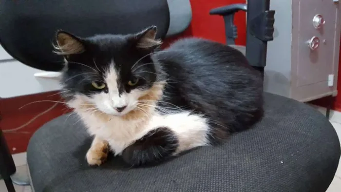 Gato ra a SRD idade 1 ano nome Sem Nome