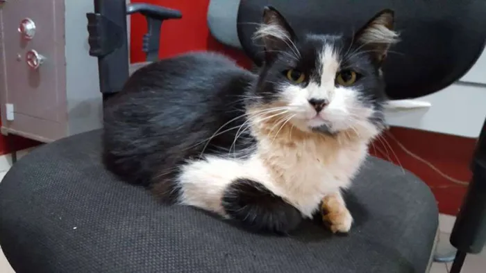 Gato ra a SRD idade 1 ano nome Sem Nome