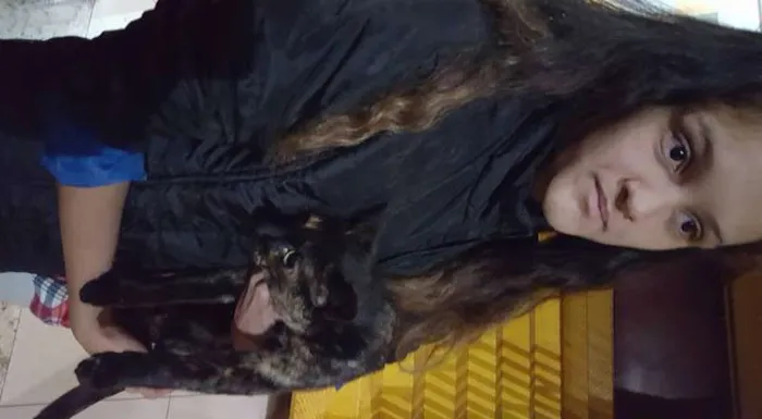 Gato ra a SRD idade 1 ano nome Sem Nome