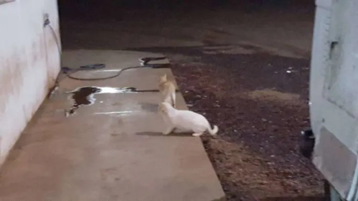 Gato ra a SRD idade 1 ano nome Sem Nome