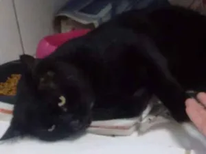 Gato raça Vira lata idade 5 anos nome Will
