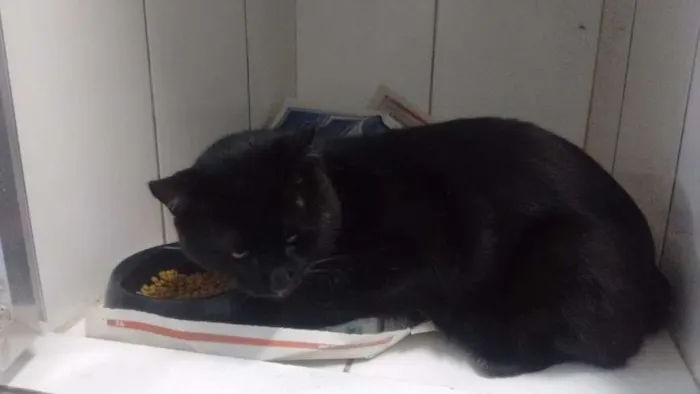 Gato raça Vira lata idade 5 anos nome Will