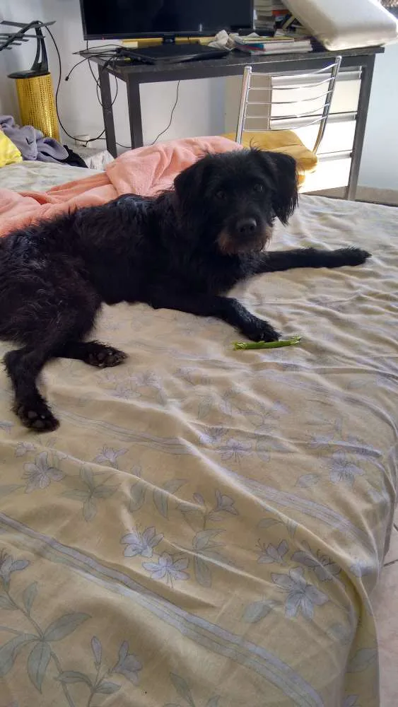 Cachorro ra a Vira lata idade Abaixo de 2 meses nome Filhotes
