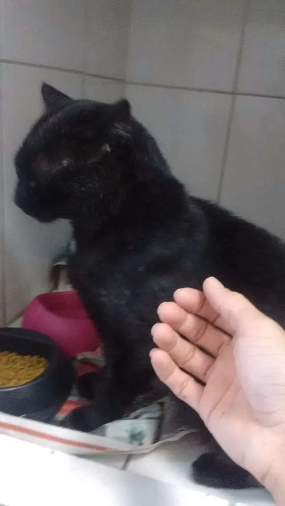 Gato raça Vira lata idade 5 anos nome Will