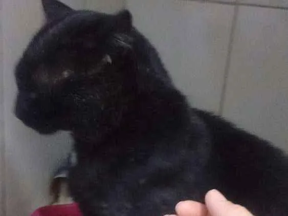 Gato raça Vira lata idade 5 anos nome Will