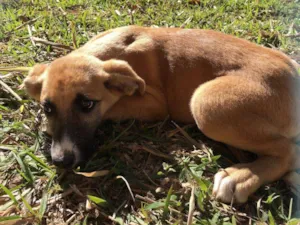 Cachorro raça Não identificado  idade  nome Sem nome