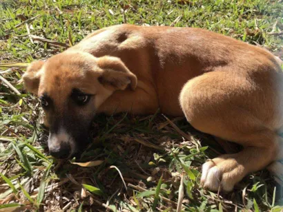 Cachorro raça Não identificado  idade  nome Sem nome