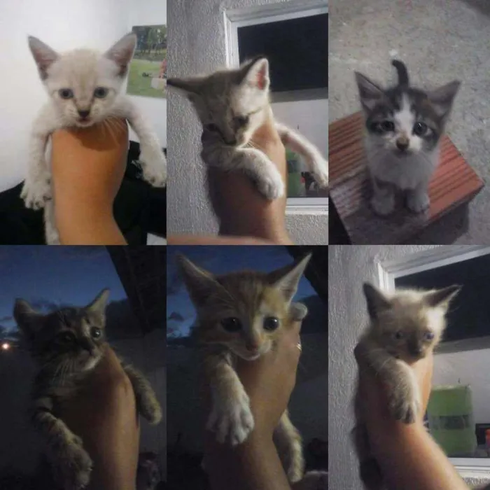 Gato ra a  idade Abaixo de 2 meses nome Adote