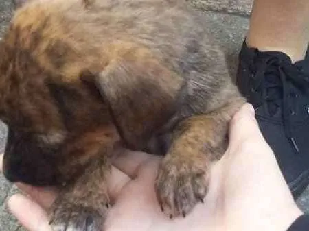 Cachorro ra a Viralata idade Abaixo de 2 meses nome Lua