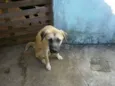 aiko