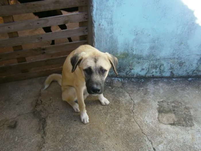 Cachorro ra a labrador -akita... idade 2 a 6 meses nome aiko
